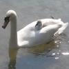 Swan close-up  by Iron Bridge